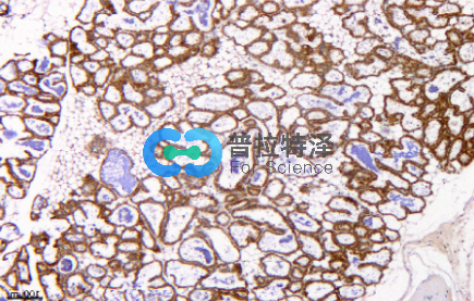 免疫組化-普拉特澤生物