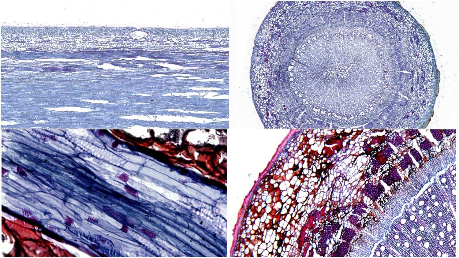 植物番紅固綠染色