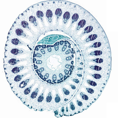 植物莖番紅固綠染色