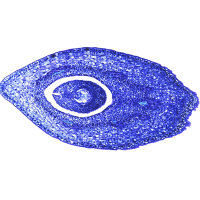 植物種子甲苯胺藍(lán)染色