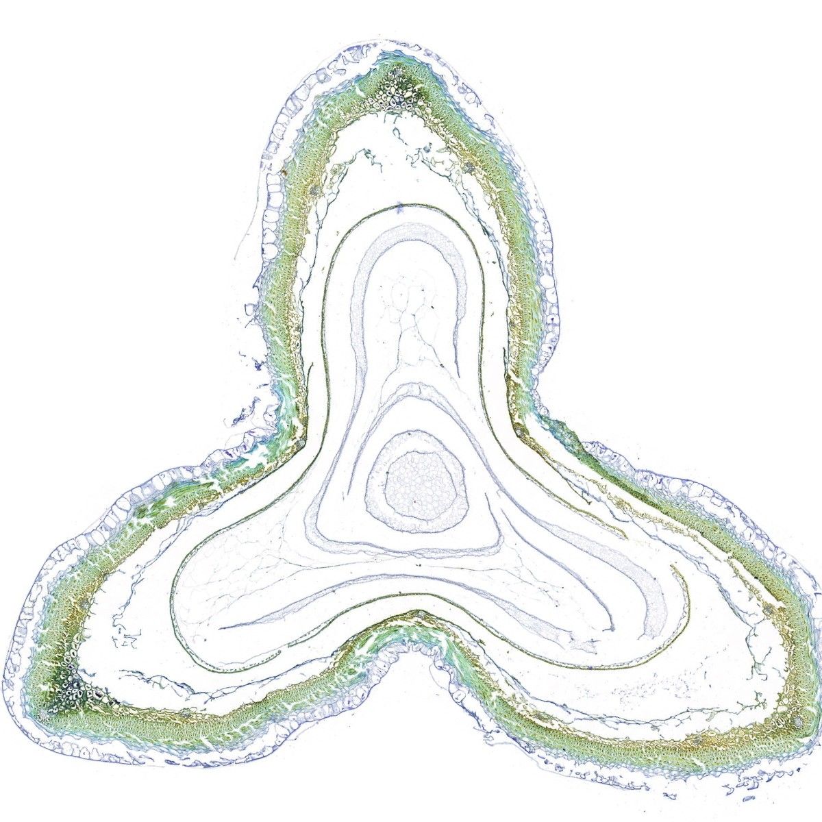 苦蕎籽粒甲苯胺藍(lán)