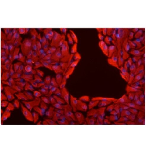 細胞免疫熒光檢測