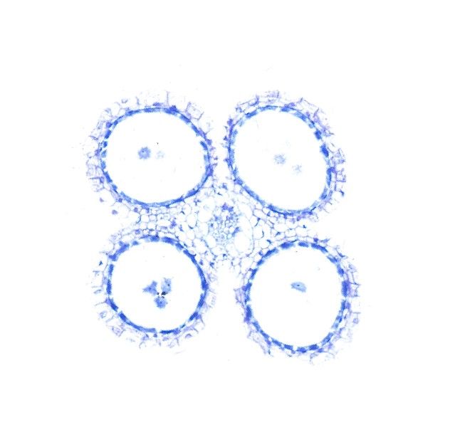 植物花藥甲苯胺藍(lán)染色