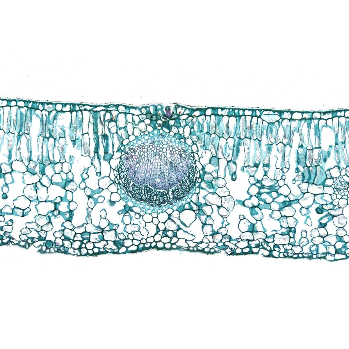 葉片番紅固綠染色