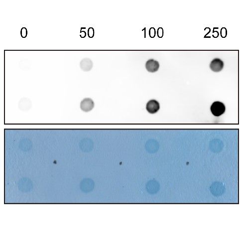 細(xì)胞Dot blot實(shí)驗(yàn)