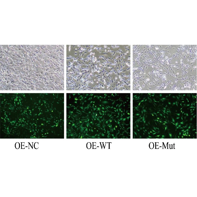 細(xì)胞活性氧檢測(cè)