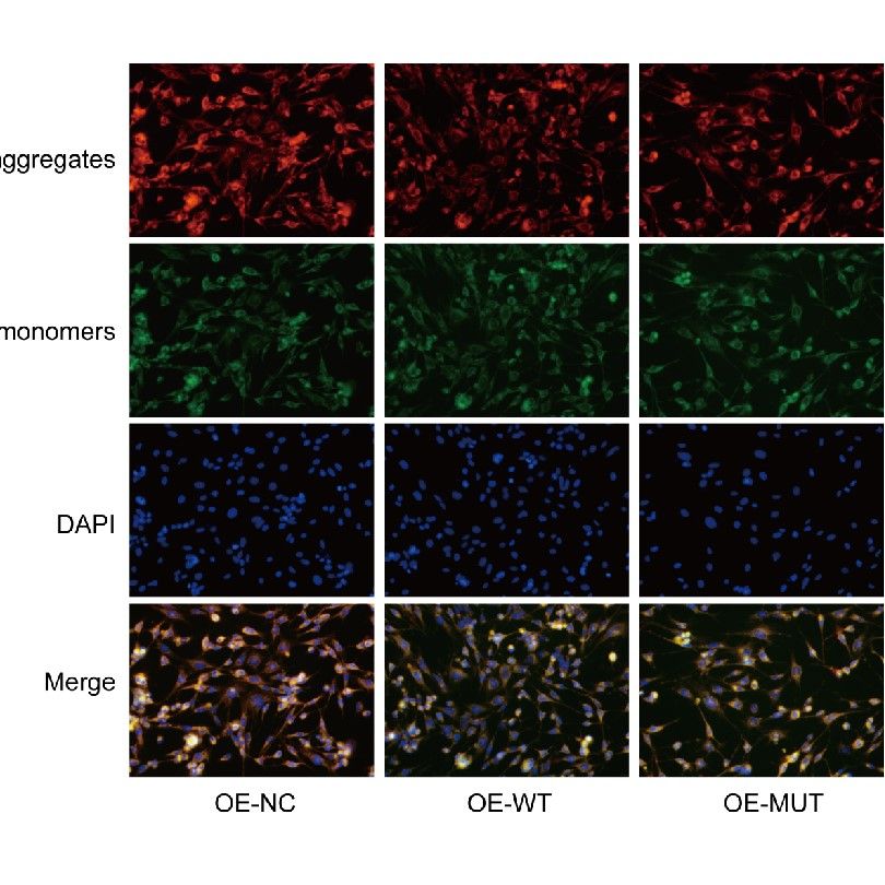 細(xì)胞活性氧檢測(cè)
