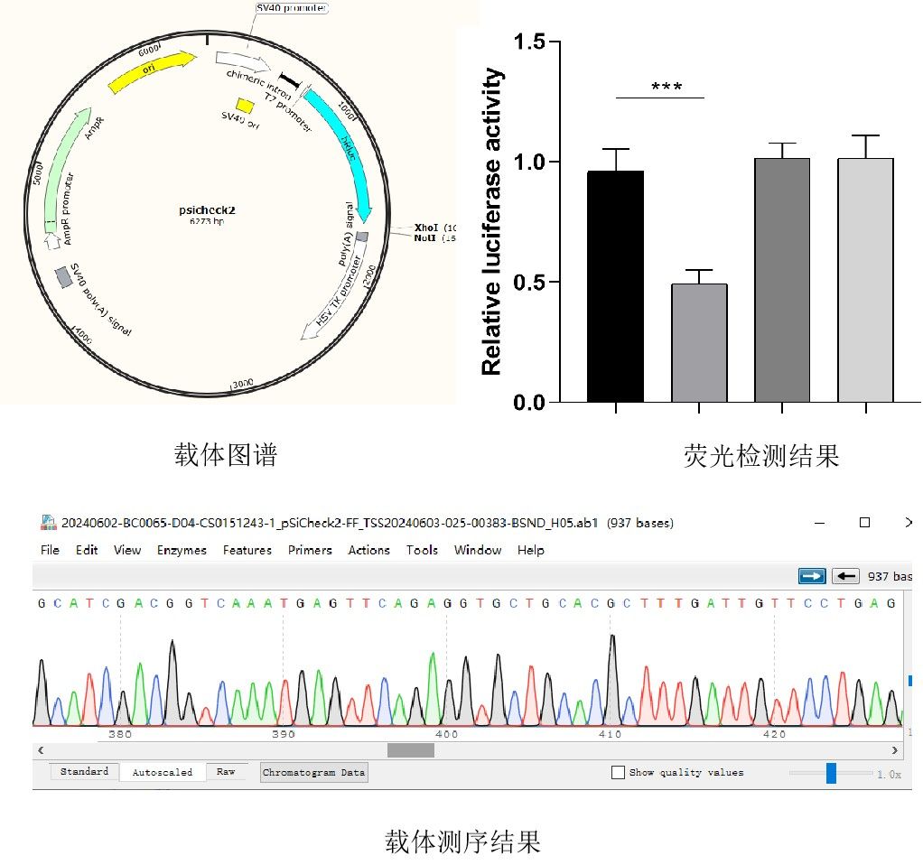 雙熒光素酶實驗