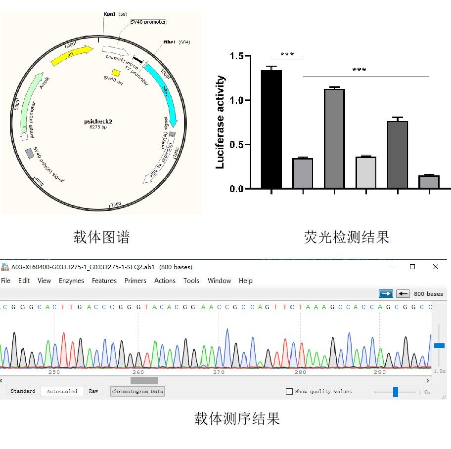 雙熒光素酶實驗