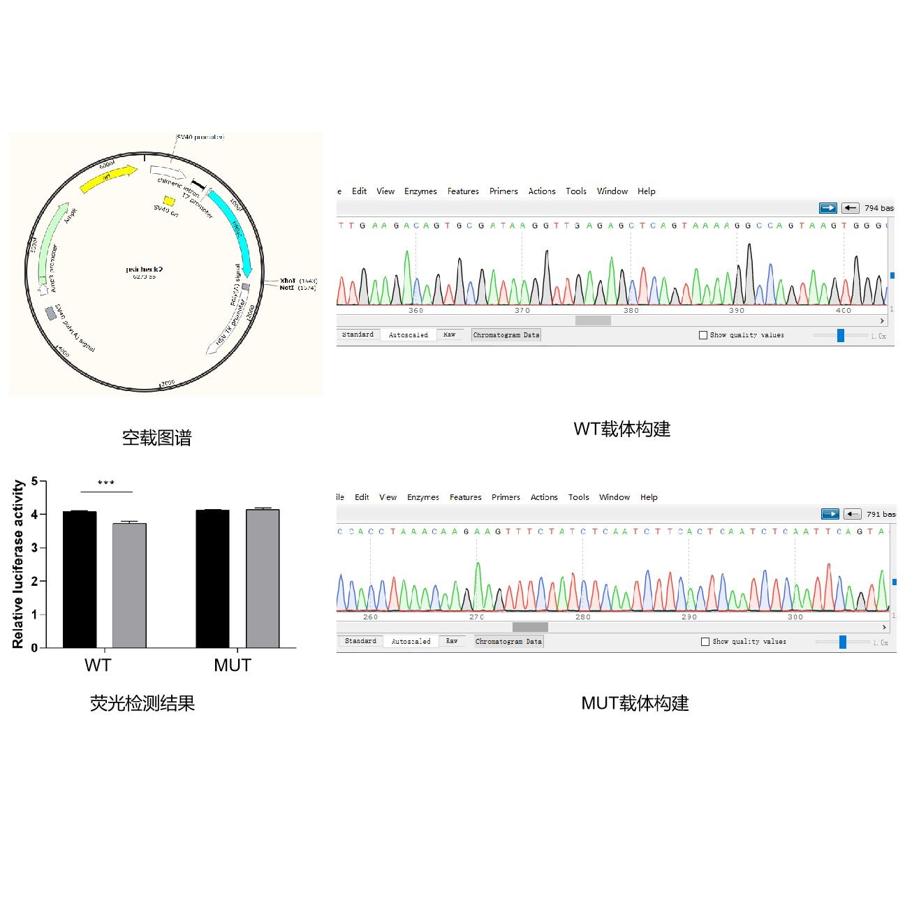 雙熒光素酶檢測