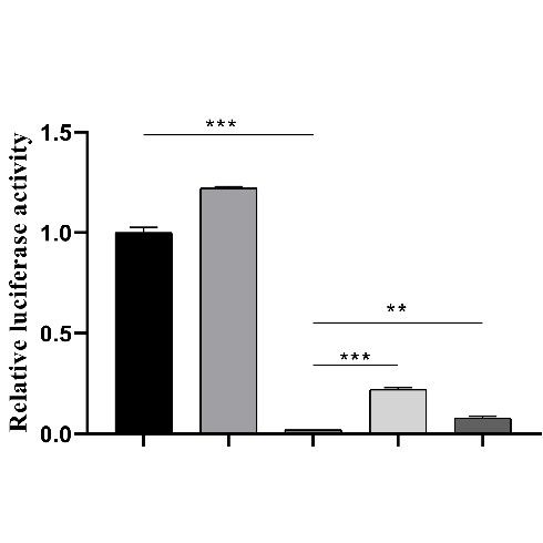 轉(zhuǎn)錄因子與啟動(dòng)子的結(jié)合檢測