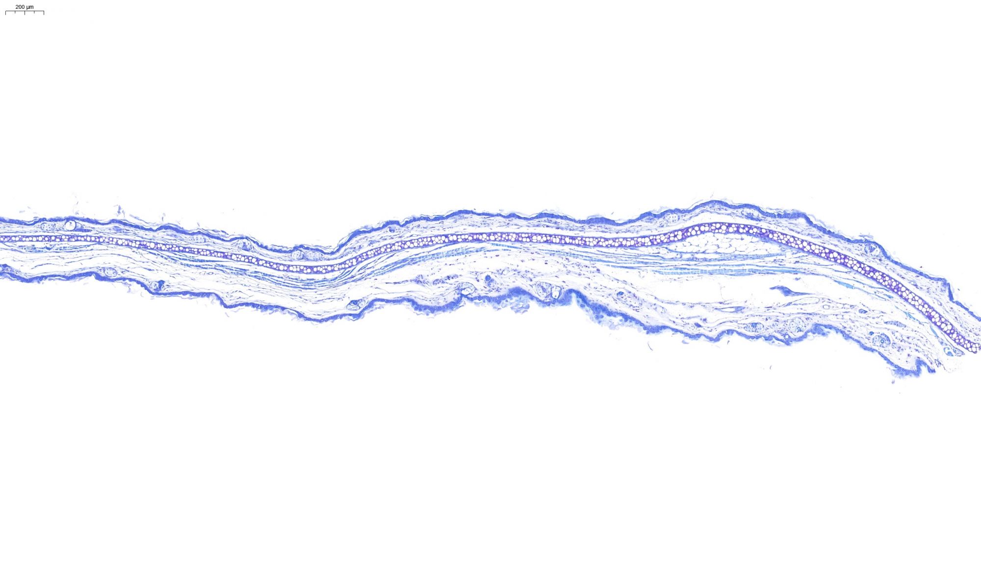耳組織甲苯胺藍染色
