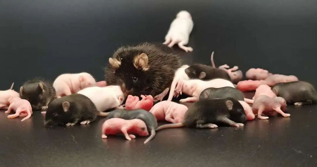 這些常見(jiàn)的小鼠，背景原來(lái)是這樣！