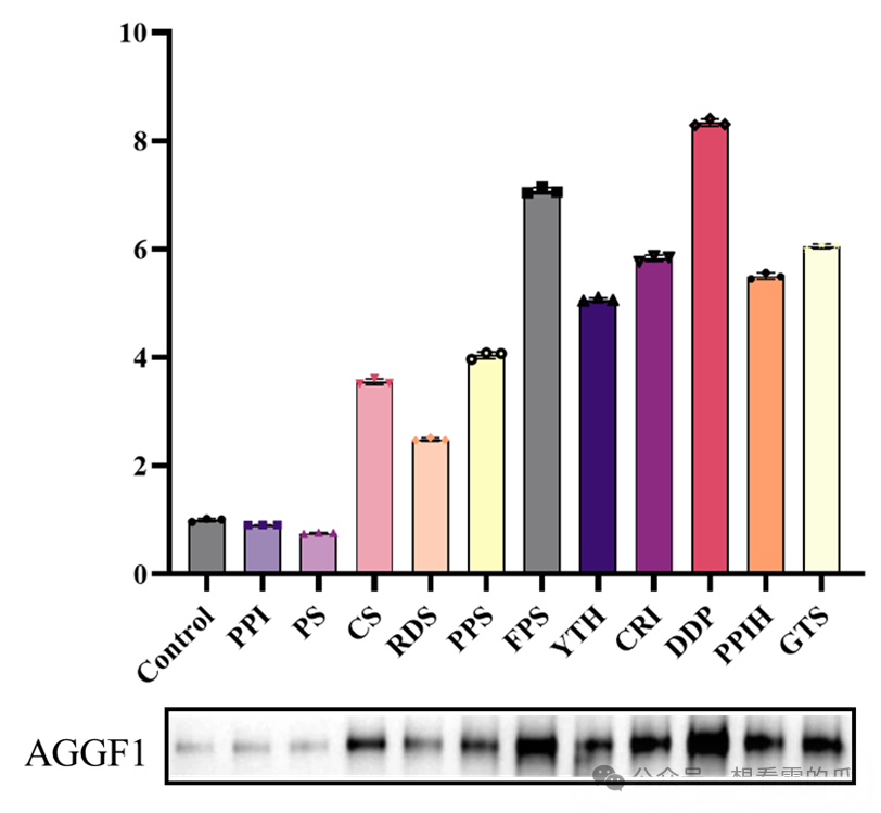 Image J處理WB蛋白條帶并用Graphpad美圖全