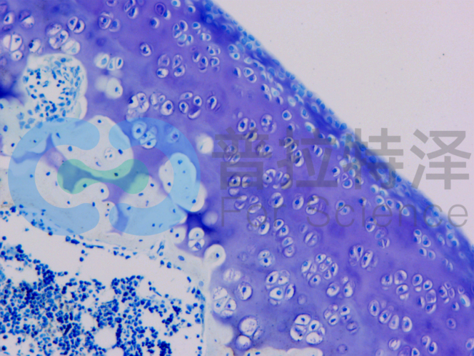 大鼠甲苯胺藍(lán)染色