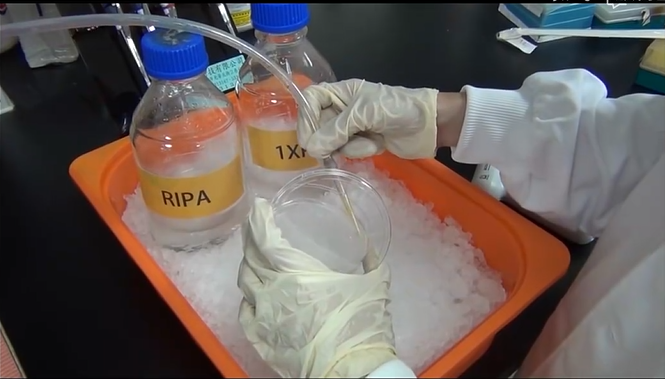 wb實驗細胞制備