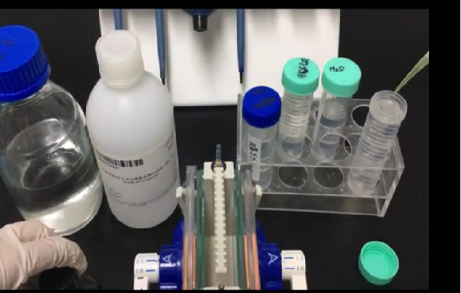 wb檢測SDS-PAGE凝膠電泳