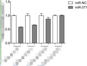 雙熒光素酶報告基因?qū)嶒? style=