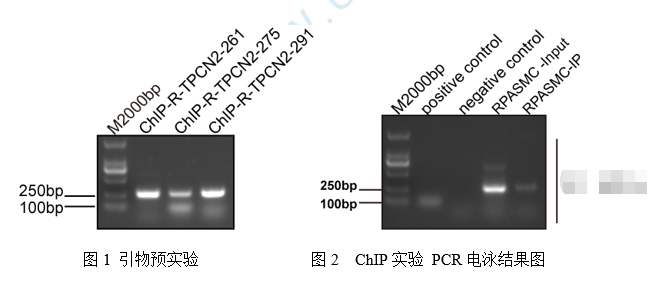 CHIP實驗注意事項