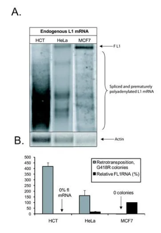 Northern Blot實(shí)驗(yàn)結(jié)果