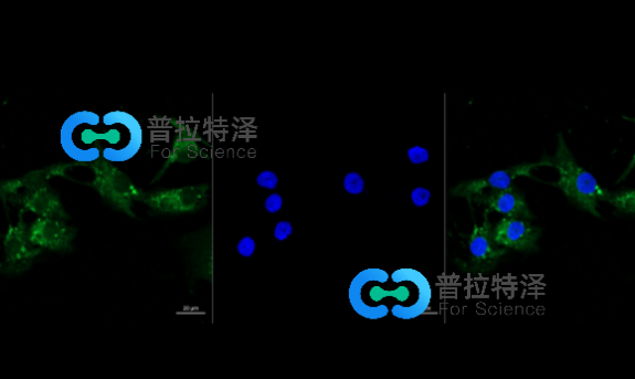 rna熒光原位雜交