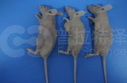 普拉特澤生物-裸鼠皮下成瘤
