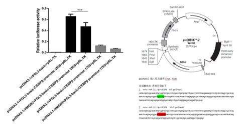 1595388959242901.jpg EBPβ promotor_副本.jpg