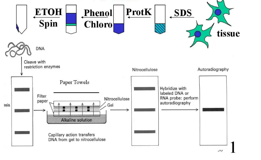 Southern blot