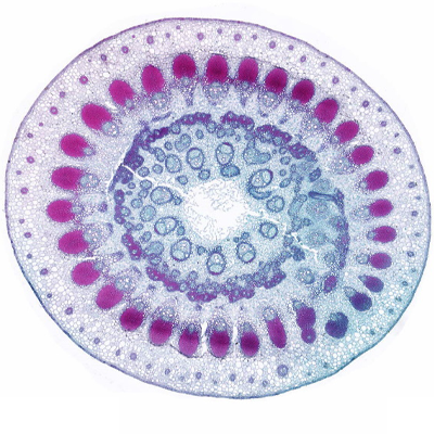 植物莖番紅固綠染色