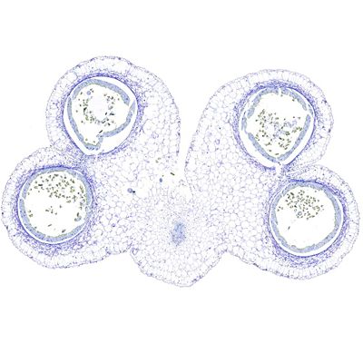 植物百合甲苯胺藍(lán)染色