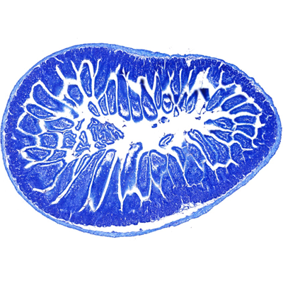 小鼠腸道甲苯胺藍(lán)染色