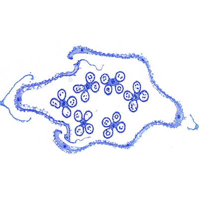 植物花藥甲苯胺藍(lán)染色