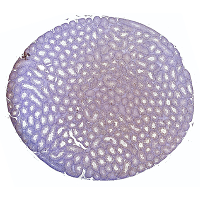 小鼠睪丸免疫組化染色